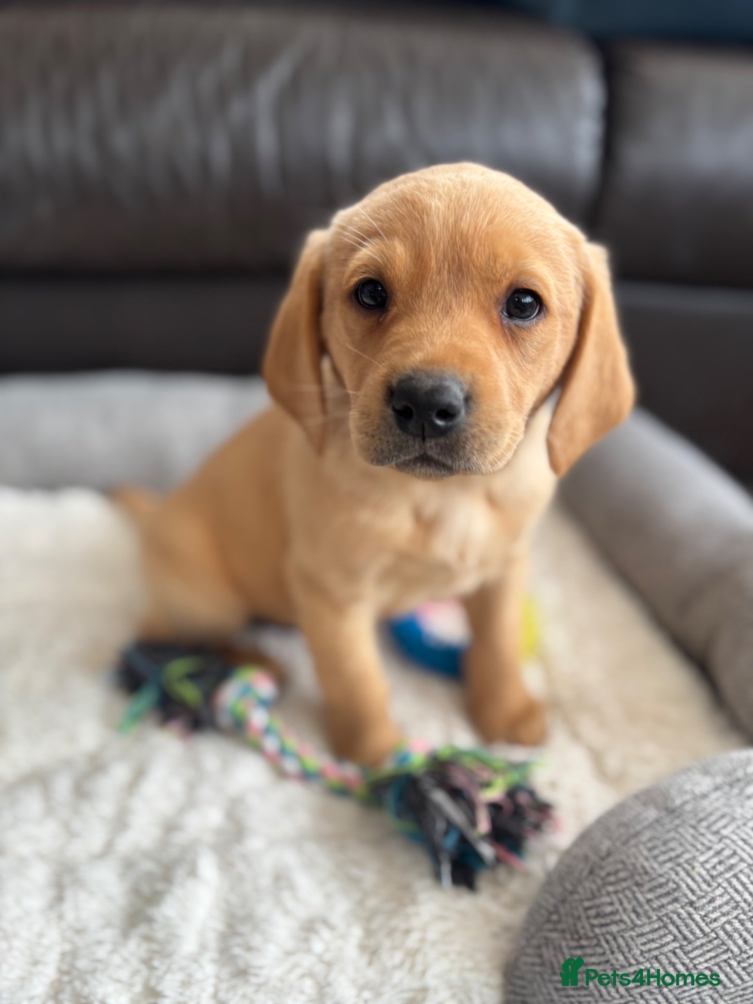 Labrador Retriever dogs KC Labrador Puppies - Advert 1