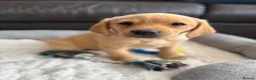 Labrador Retriever dogs for sale: KC Labrador Puppies - Advert 8
