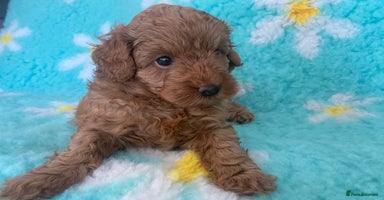 Cavapoo dogs - Advert 6