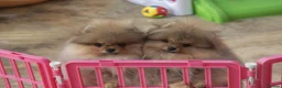 Pomeranian dogs for sale: Incredibly fluffy Pom puppies  - Advert 3