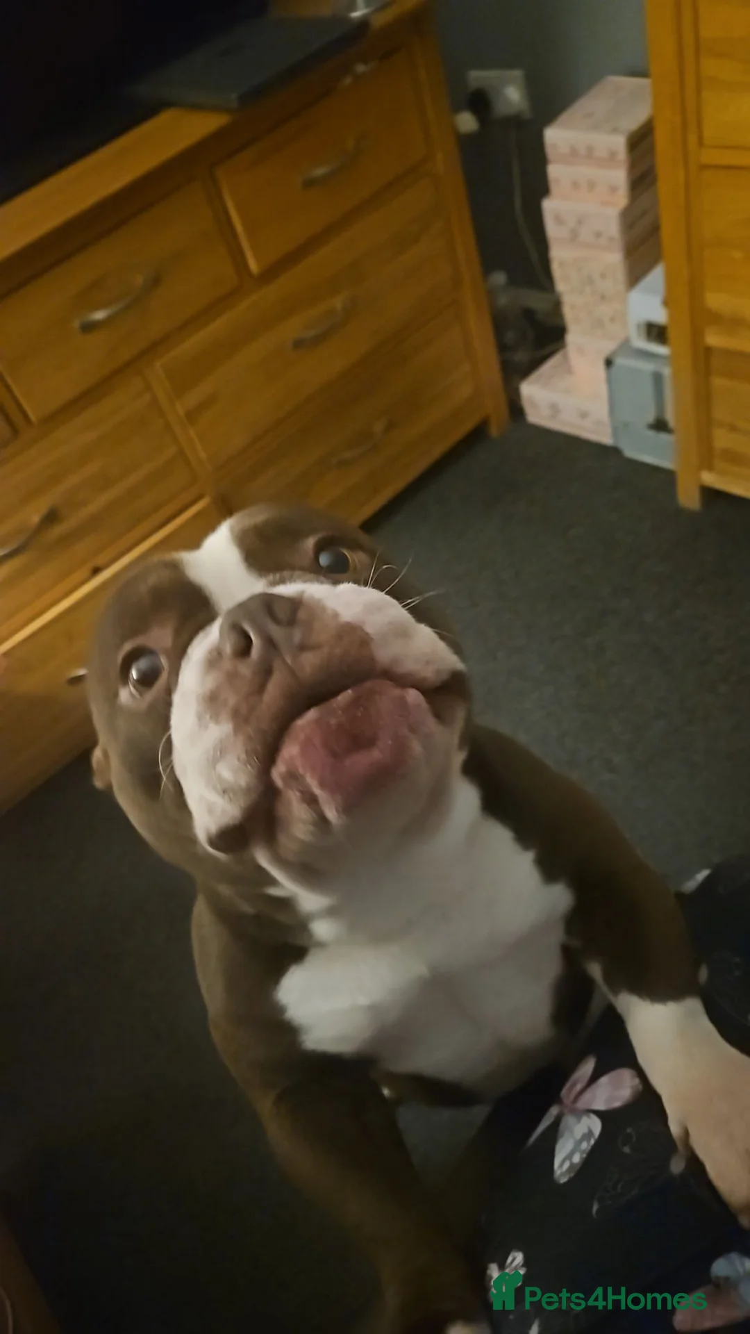 American Bully dogs for sale: Exotic pocket bully  in Sudbury - Advert 5