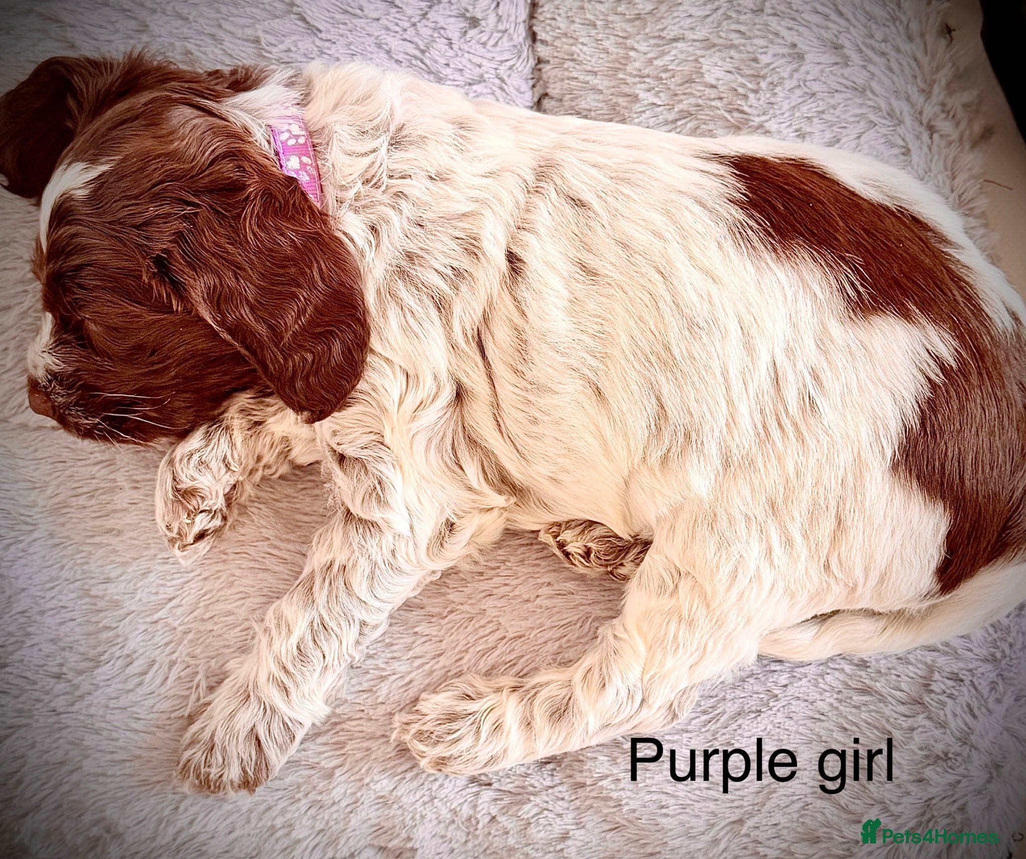 Cockapoo dogs F1 show type Cockapoos from health tested parents  - Advert 2