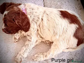 Cockapoo dogs F1 show type Cockapoos from health tested parents - Advert 2