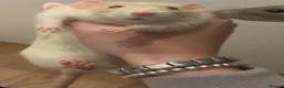 Rat rodents for sale: Female rats and cage  in Castleford - Advert 10