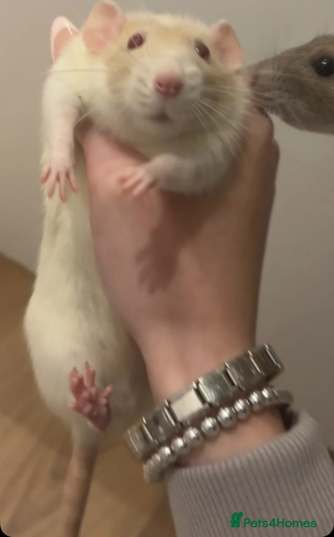 Rat rodents for sale: Female rats and cage  in Castleford - Advert 10