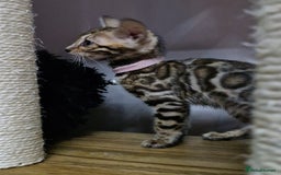 Bengal cats for sale: TICA Genetic & Health Tested Bengal Kittens  - Image 4