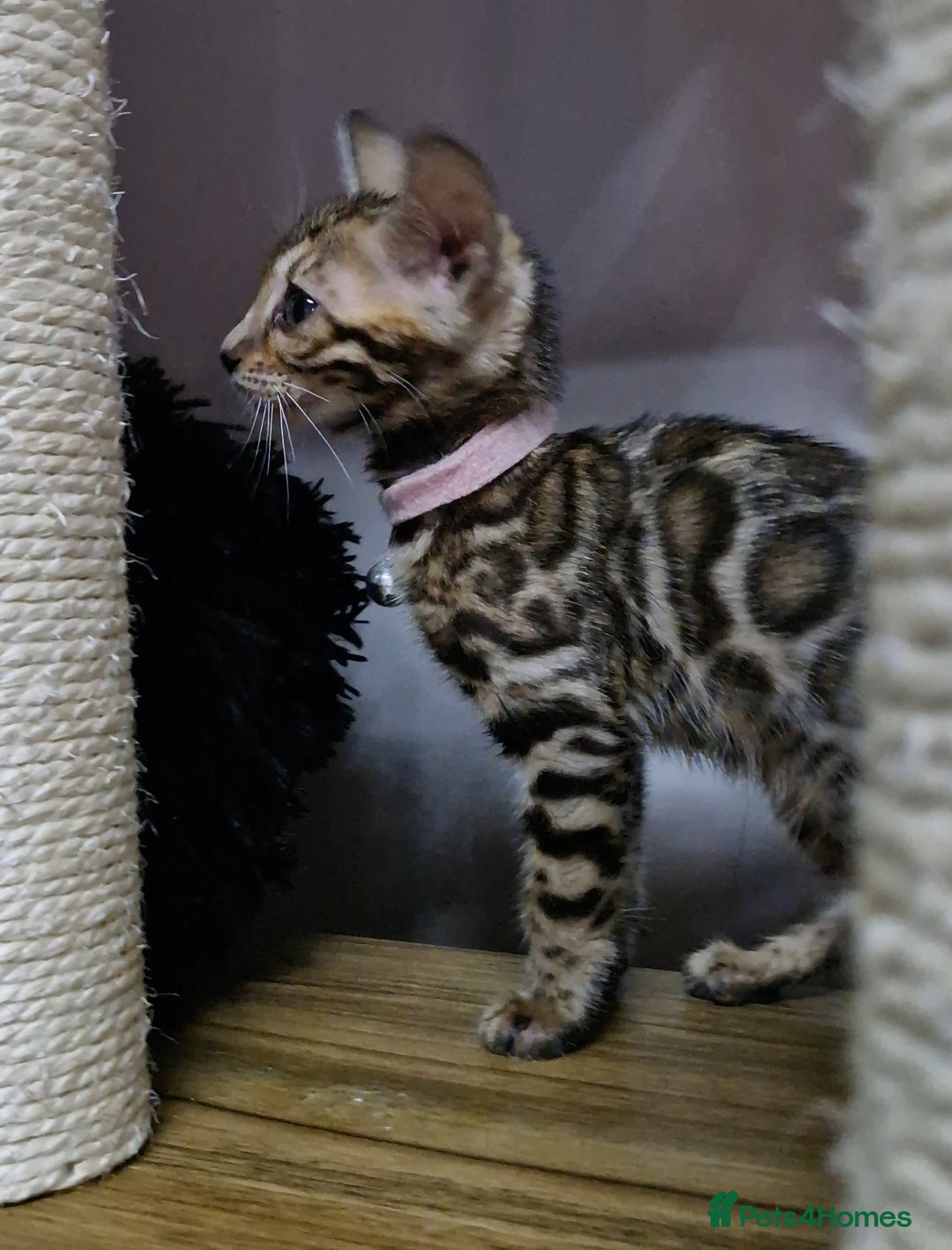 Bengal cats for sale: TICA Genetic & Health Tested Bengal Kittens  - Image 4