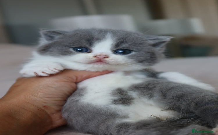 British Shorthair cats - Advert 3