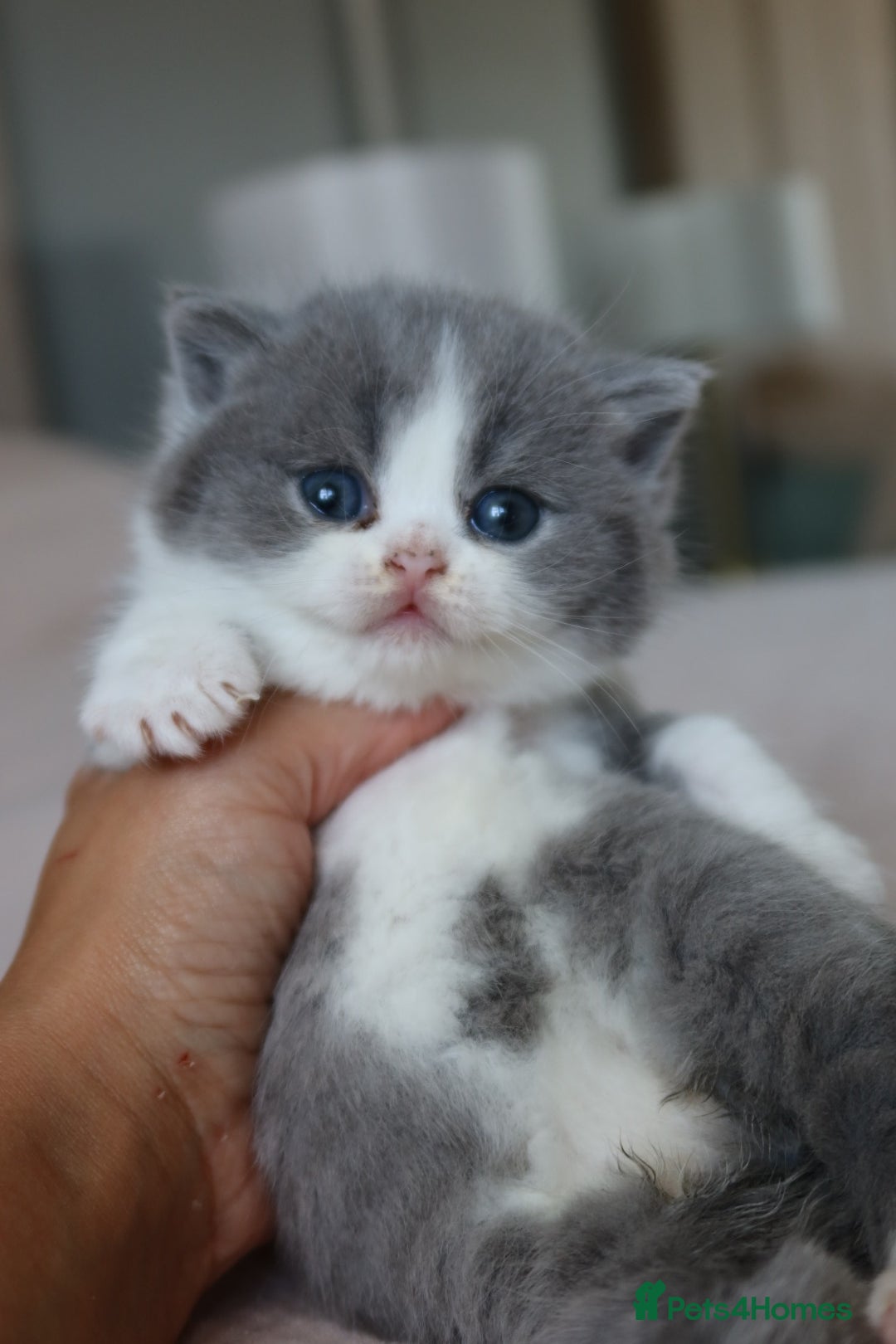 British Shorthair cats for sale: Stunning British shorthair available last girl  - Image 2