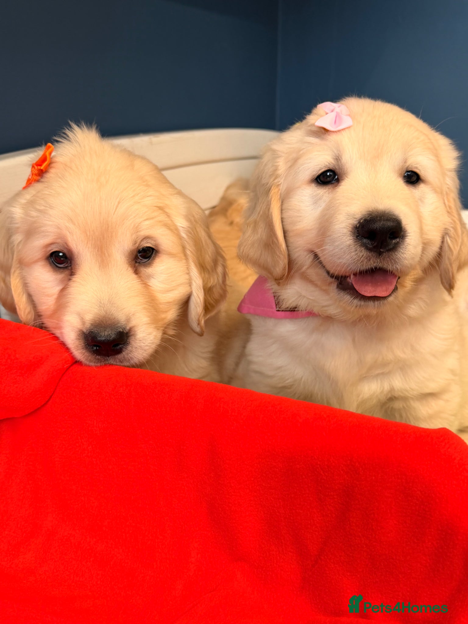 Golden Retriever dogs for sale: 🐶 Gorgeous Chunky type Golden Retriever Puppies🐶 - Advert 9