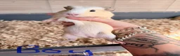 Guinea Pig rodents for sale: 16 baby guinea pigs - Advert 36