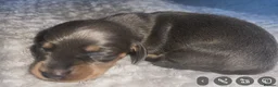 Dachshund dogs for sale: Dachshund puppies  - Advert 6