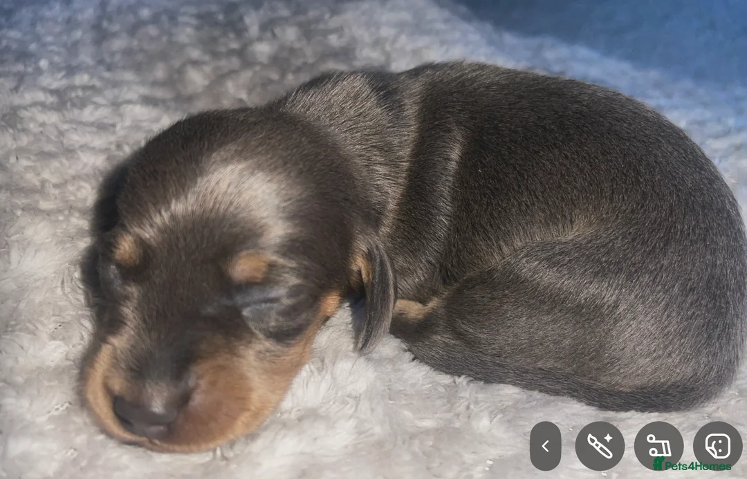 Dachshund dogs for sale: Dachshund puppies  - Advert 6