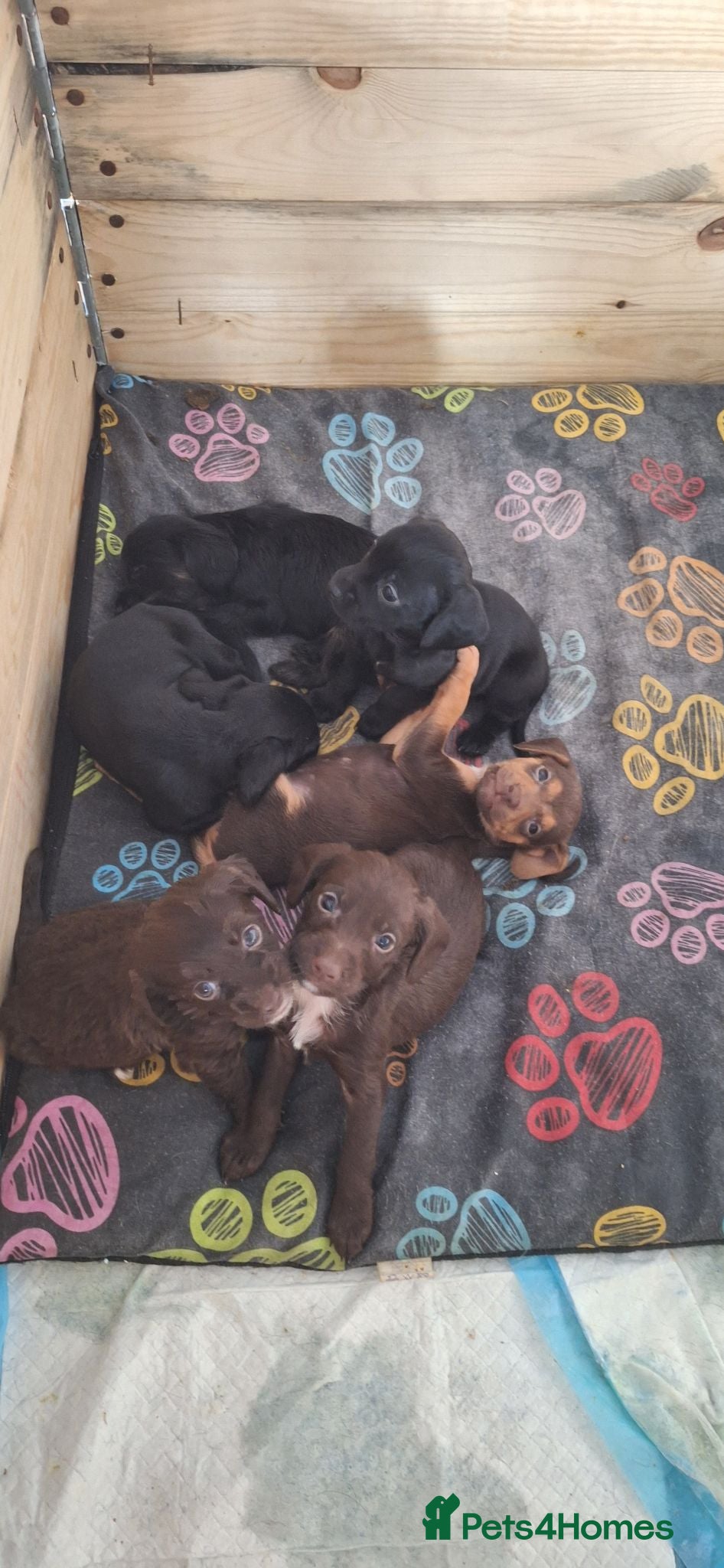Mixed Breed dogs Cocker-Terripoo pups (cockerpoo) - Advert 12