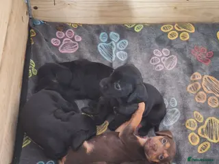 Mixed Breed dogs Cocker-Terripoo pups (cockerpoo) - Advert 12