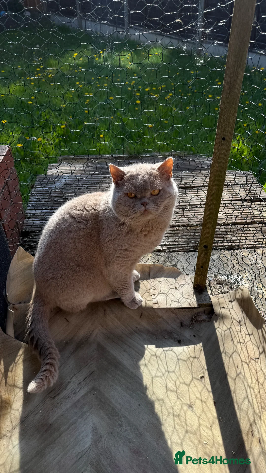 British Shorthair cats for sale: Cinnamon female Gccf - Advert 2