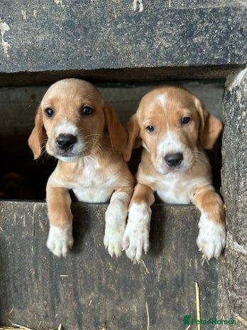 Springador dogs - Advert 3