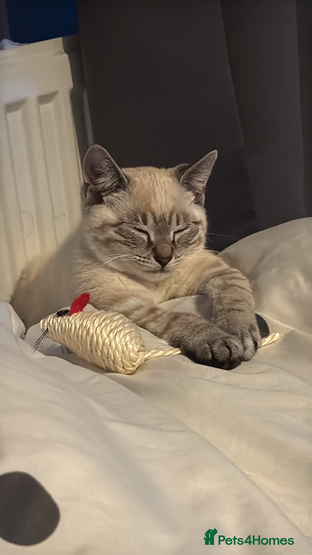 Mixed Breed cats  Cat  - Advert 3