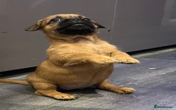 Mixed Breed dogs for sale: Frenchie X - Image 3