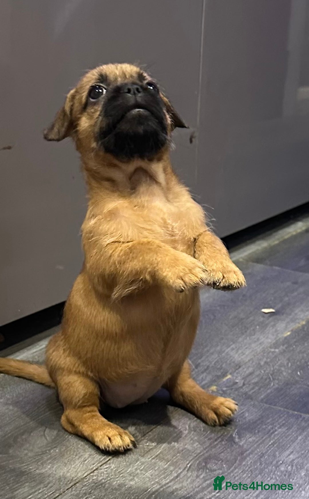 Mixed Breed dogs for sale: Frenchie X - Image 3