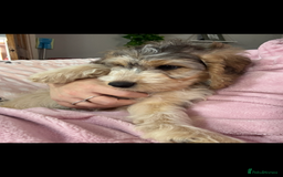 Cockapoo dogs for sale: F1 miniature cockerpoos  in Stoke-on-Trent - Image 17