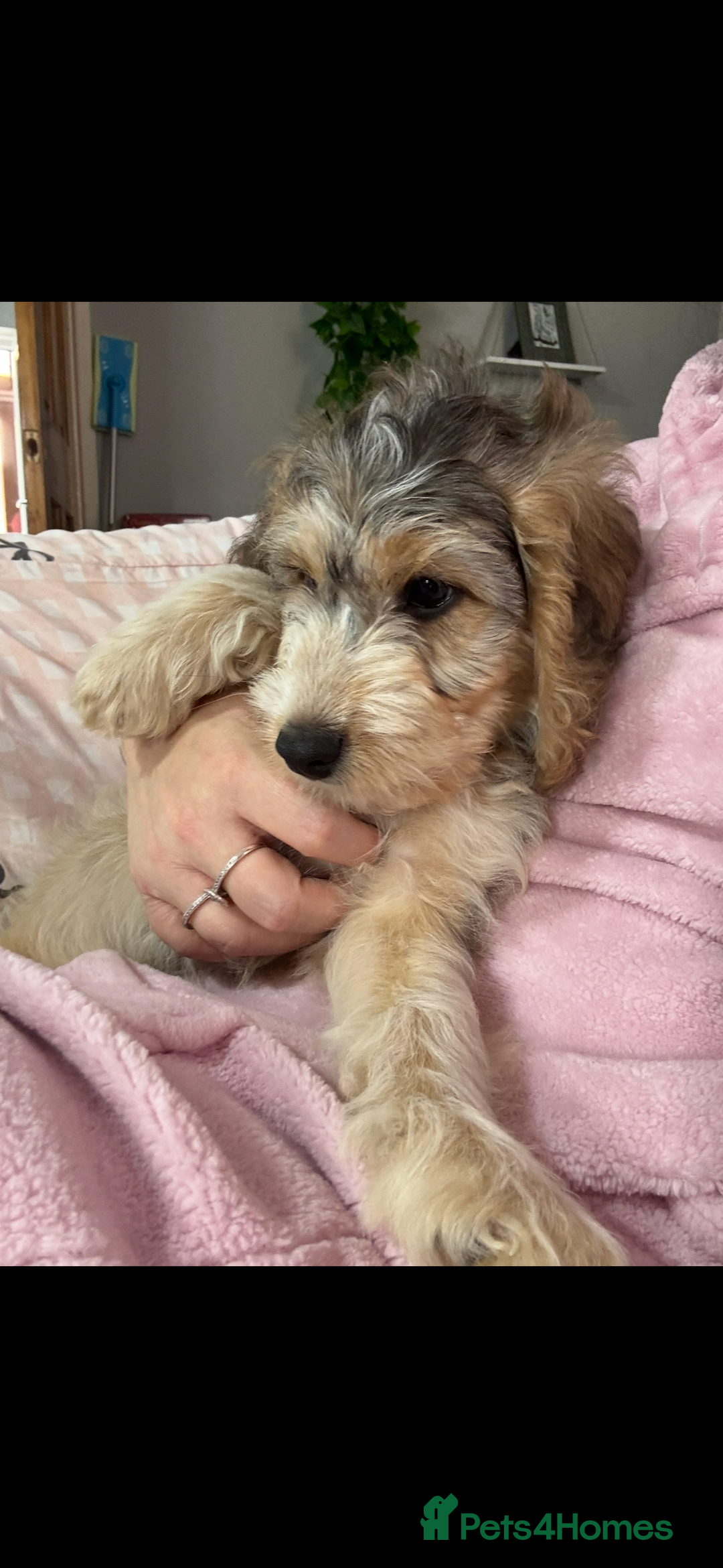 Cockapoo dogs for sale: F1 miniature cockerpoos  in Stoke-on-Trent - Image 17