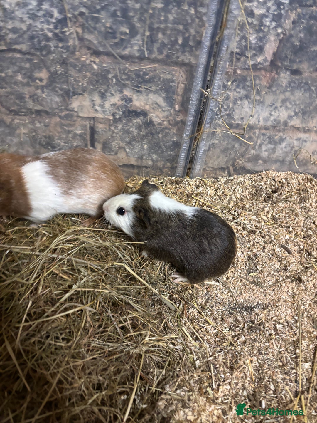 Guinea Pig rodents for sale: Beautiful baby male guinea pigs  - Advert 4