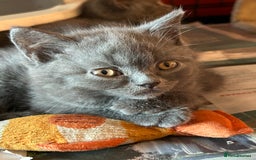British Shorthair cats for sale: Blue & Fawn Boys & Girls - Image 9