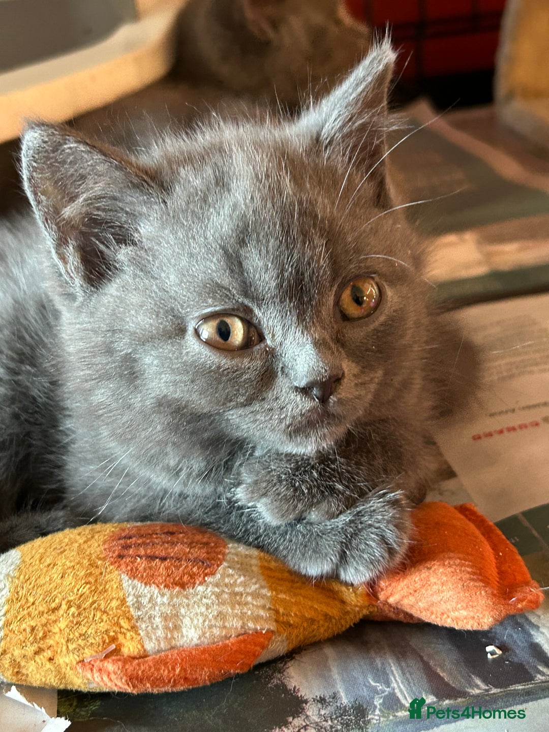 British Shorthair cats for sale: Blue & Fawn Boys & Girls - Image 9
