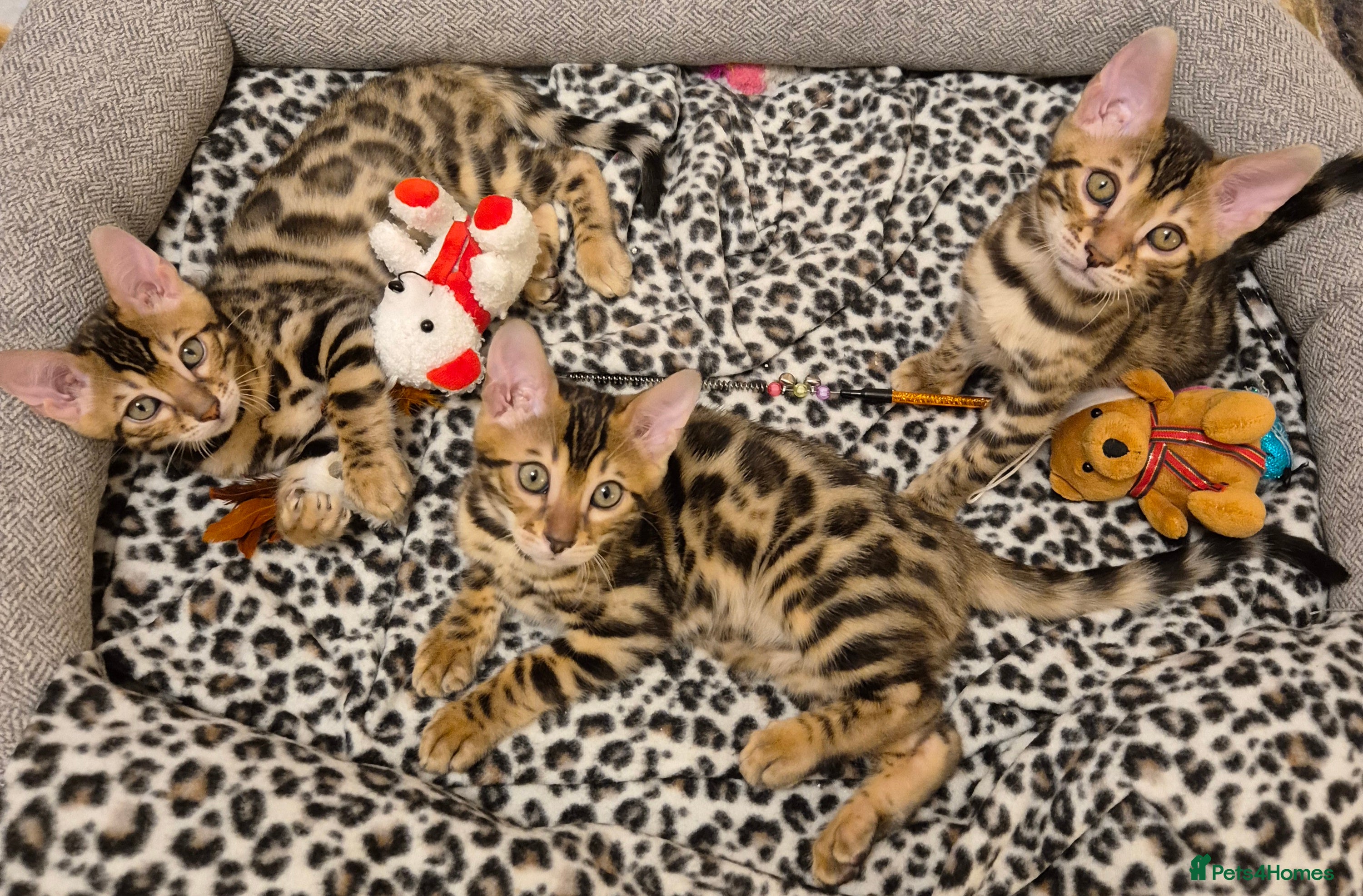 Bengal cats Bengal Kittens-Reservations Now Open  - Advert 2