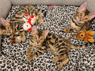 Bengal cats Bengal Kittens-Reservations Now Open - Advert 2
