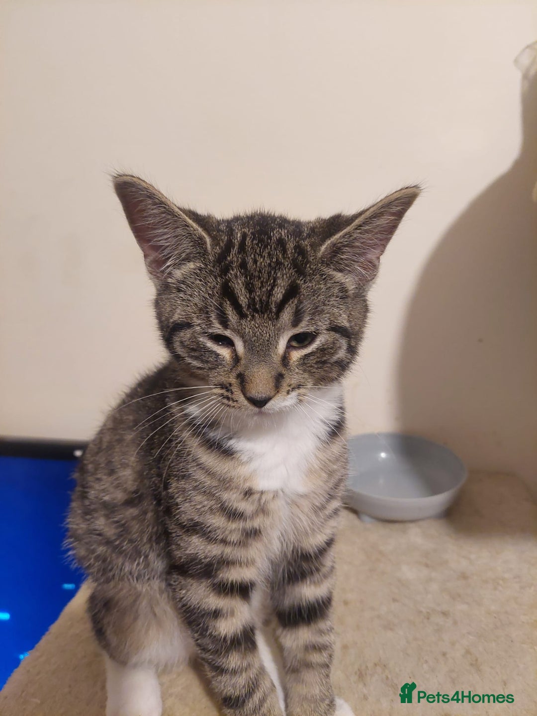 Mixed Breed cats for sale: 5 kittens for sale 13 weeks old ready to go  - Advert 5