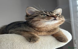 British Shorthair cats for sale: READY NOW! 2 available girls - Advert 1