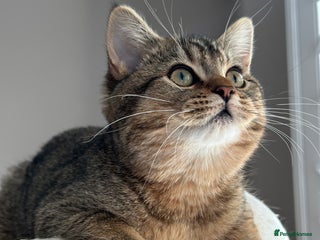 British Shorthair cats READY NOW! 2 available girls - Advert 4