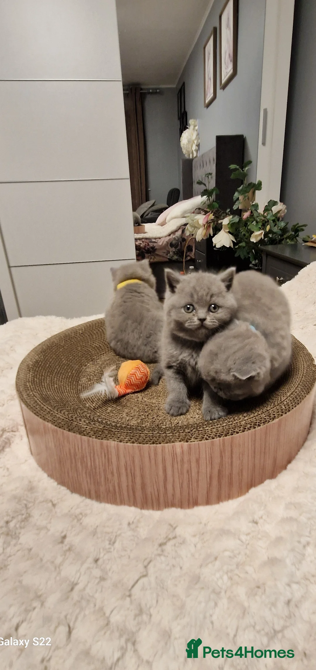 British Shorthair cats for sale: British shorthair kittens - Advert 7