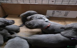 Staffordshire Bull Terrier dogs for sale: Staffy puppys  - Image 4