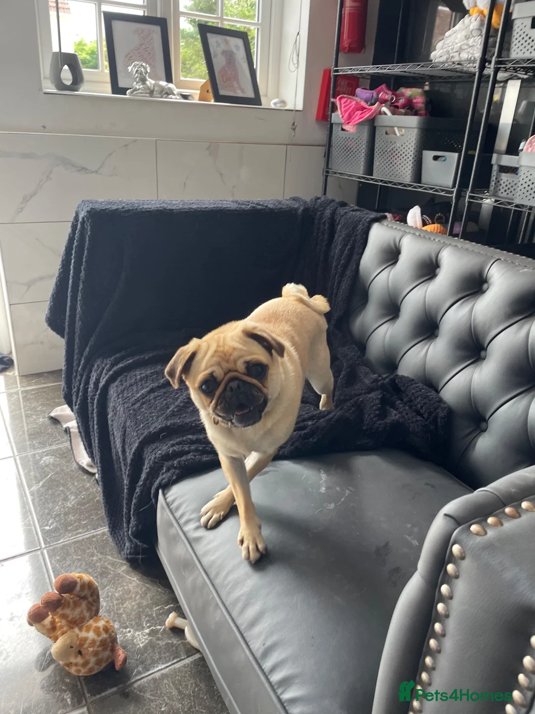 Pug dogs for sale: The most beautiful Apricot female pug aged 1 - Advert 7