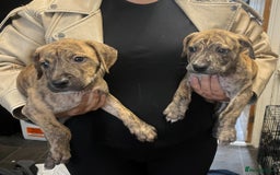 Staffordshire Bull Terrier dogs for sale: Beautiful Staffy pups - Image 17