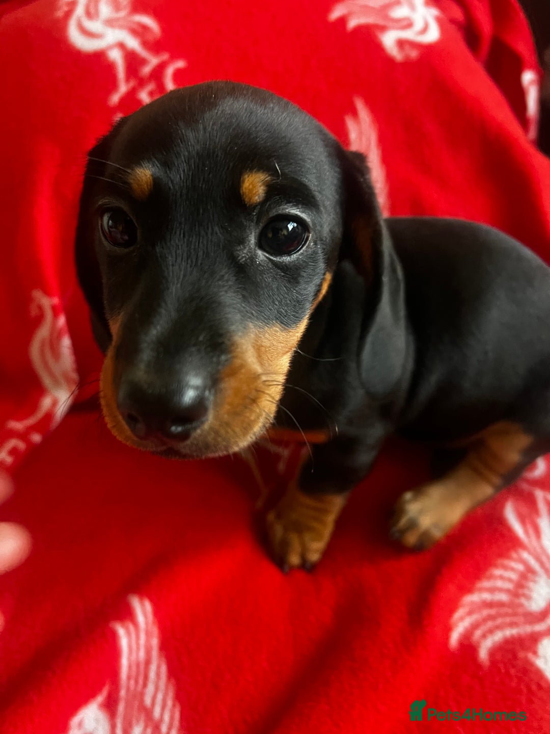 Miniature Dachshund dogs for sale: kc reg miniature smooth Dachshund 1 girl 1 boy - Image 3