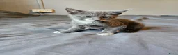 Mixed Breed cats for sale: Mixed breed kittens for sale  - Advert 6