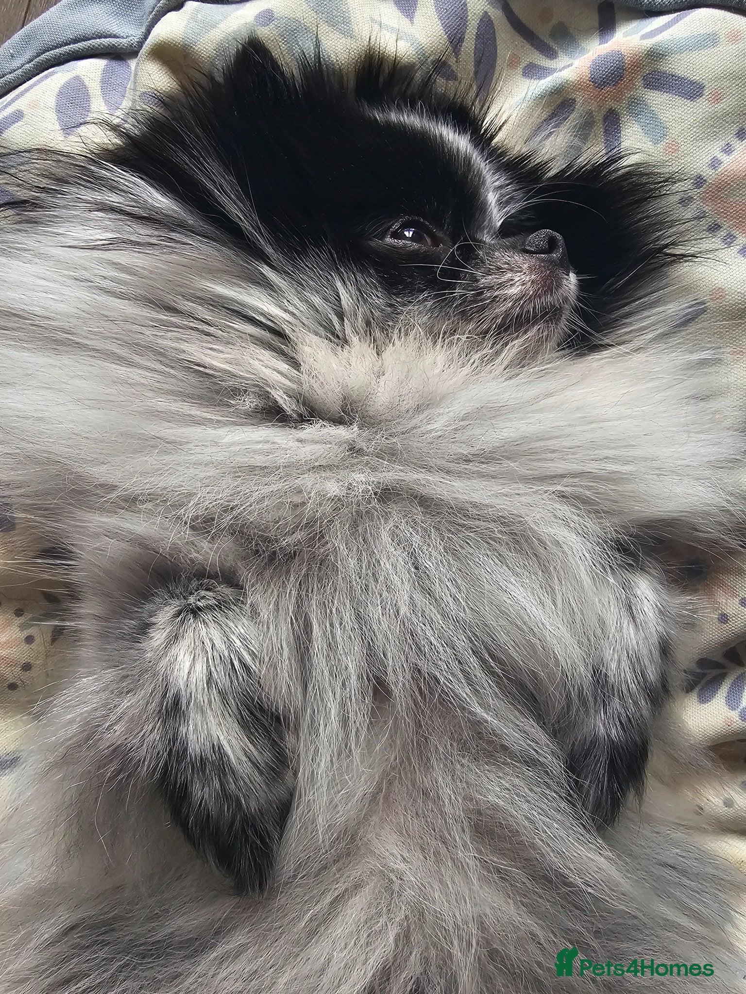 Pomeranian dogs  **  KC Reg Parti Pomeranian - Advert 4