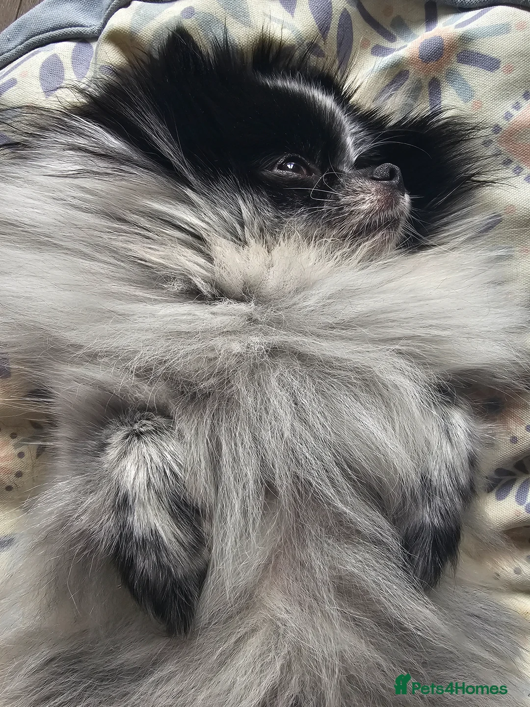 Pomeranian dogs for sale:  **  KC Reg Parti Pomeranian - Advert 2