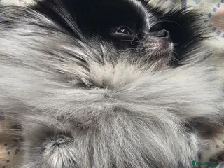 Pomeranian dogs ** KC Reg Parti Pomeranian - Advert 4