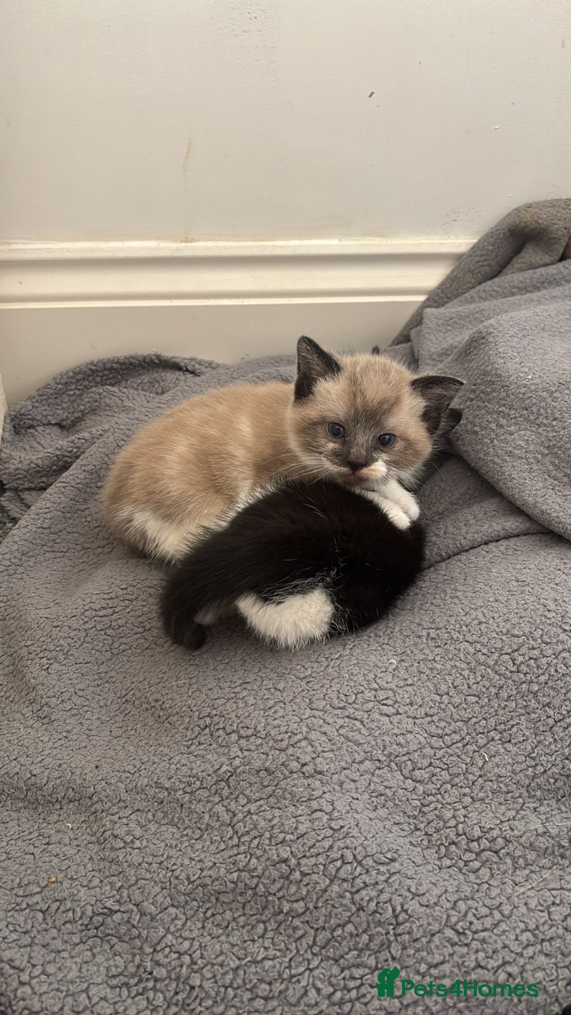 Mixed Breed cats Female kittens  - Advert 4