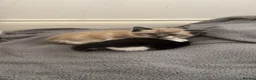 Mixed Breed cats for sale: Female kittens  - Advert 1