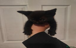 Mixed Breed cats for sale: Kittens - Image 4