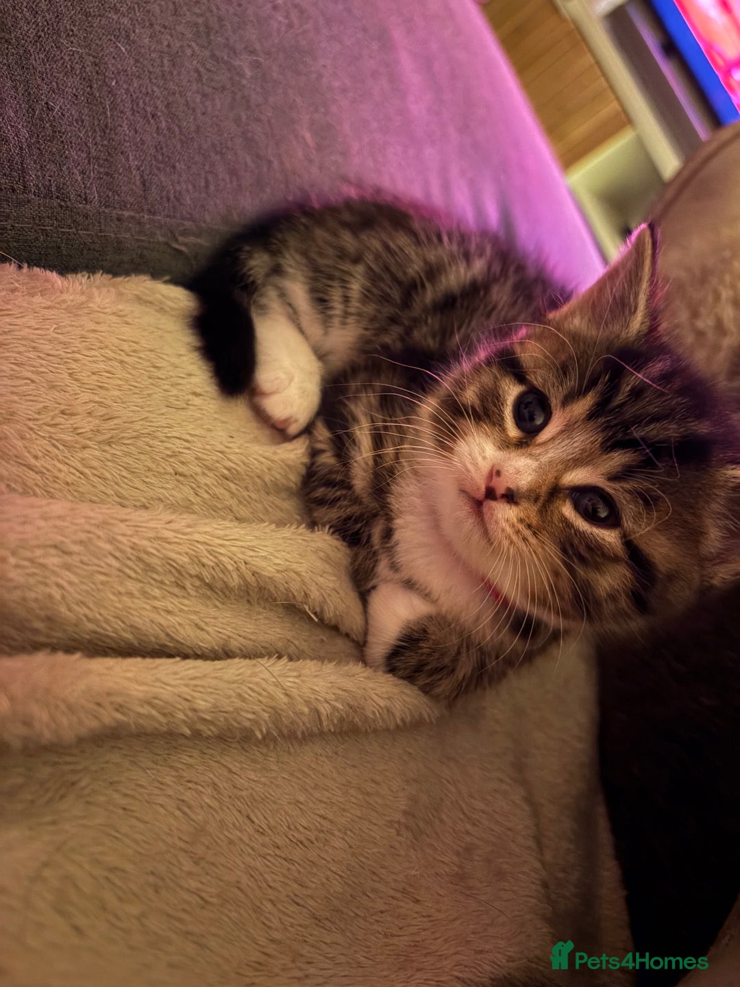 Mixed Breed cats for sale: Stunning kittens 🐱🐱🐱🐱 - Advert 1