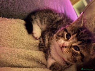 Mixed Breed cats Stunning kittens 🐱🐱🐱🐱 - Advert 3