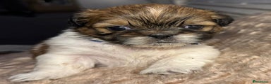 Shih Tzu Puppy 6-Pixel