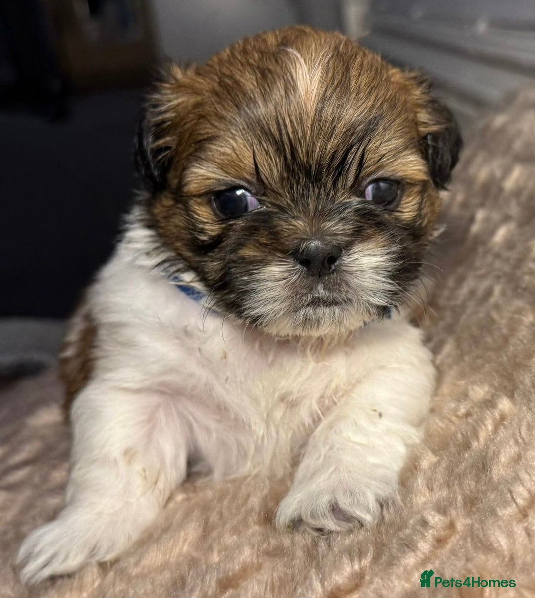 Shih Tzu dogs for sale: Beautiful Tricolour Mini Shih Tzu Puppies - Advert 6